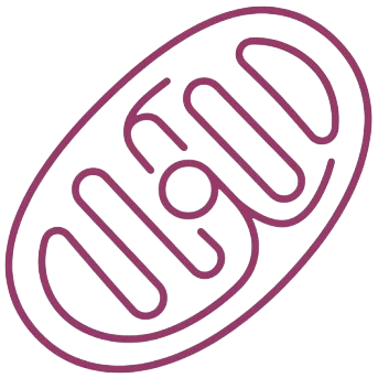 Energie & Zellgesundheit — BK Gesundheitspraxis