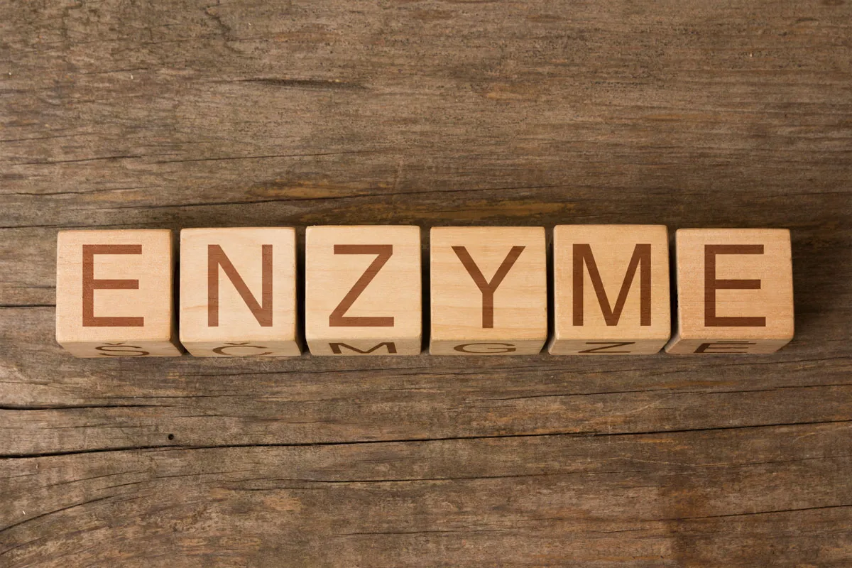 Birgit Kainka ist Expertin für Enzymtherapie