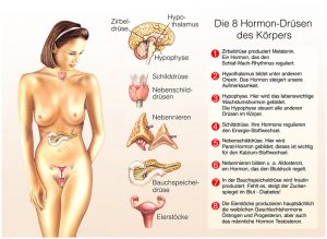 Hormondrüsen der Frau
